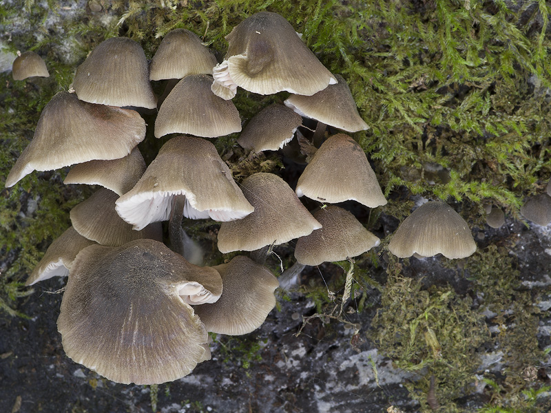 Entoloma piceinum